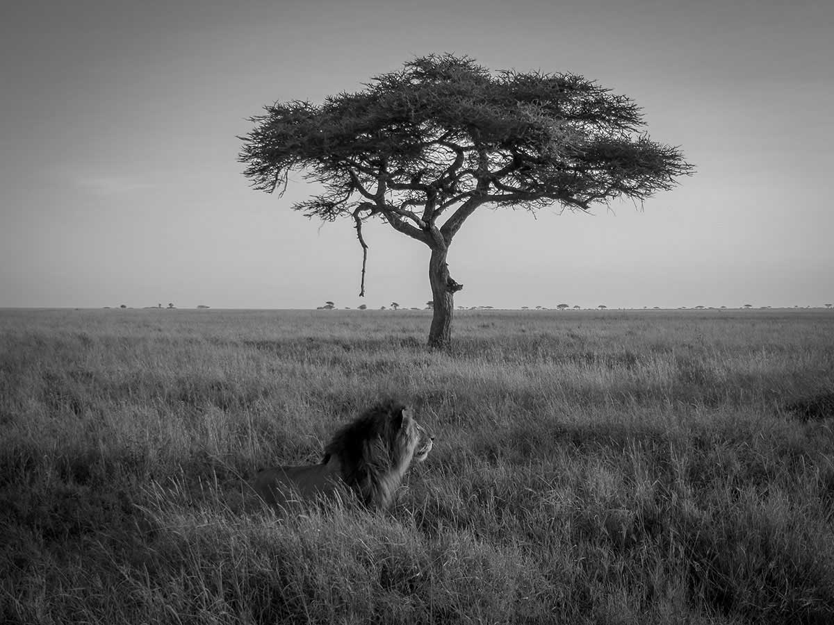 big-cats-(7)